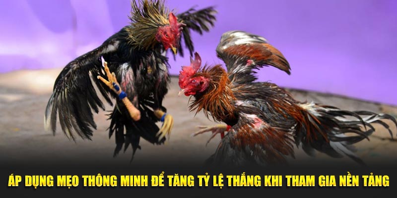 Áp dụng mẹo thông minh để tăng tỷ lệ thắng khi tham gia nền tảng